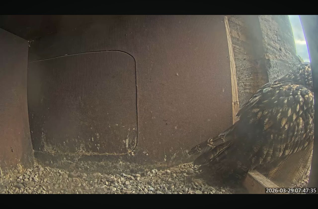 Screenshot vom NABU Marburg Nistkasten der Elisabethkirche Screenshot vom NABU Marburg Nistkasten der Elisabethkirche