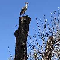 Waldpark Mannheim mit Storch
