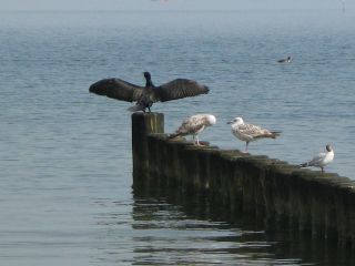 Kormoran und Möwen an der Ostsee